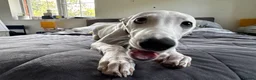 Whippet dogs for sale: 8 months old kc registered whippet boy for sale in Bury Saint Edmunds - Advert 6