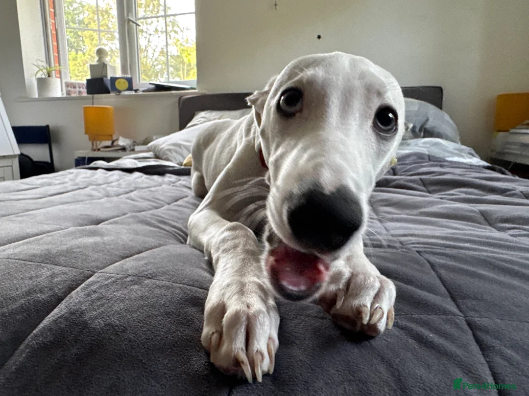 Whippet dogs for sale: 8 months old kc registered whippet boy for sale in Bury Saint Edmunds - Advert 6