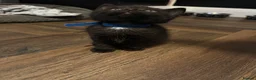 Mixed Breed cats for sale: Fluffy mix breed kittens  in Gloucester - Advert 12
