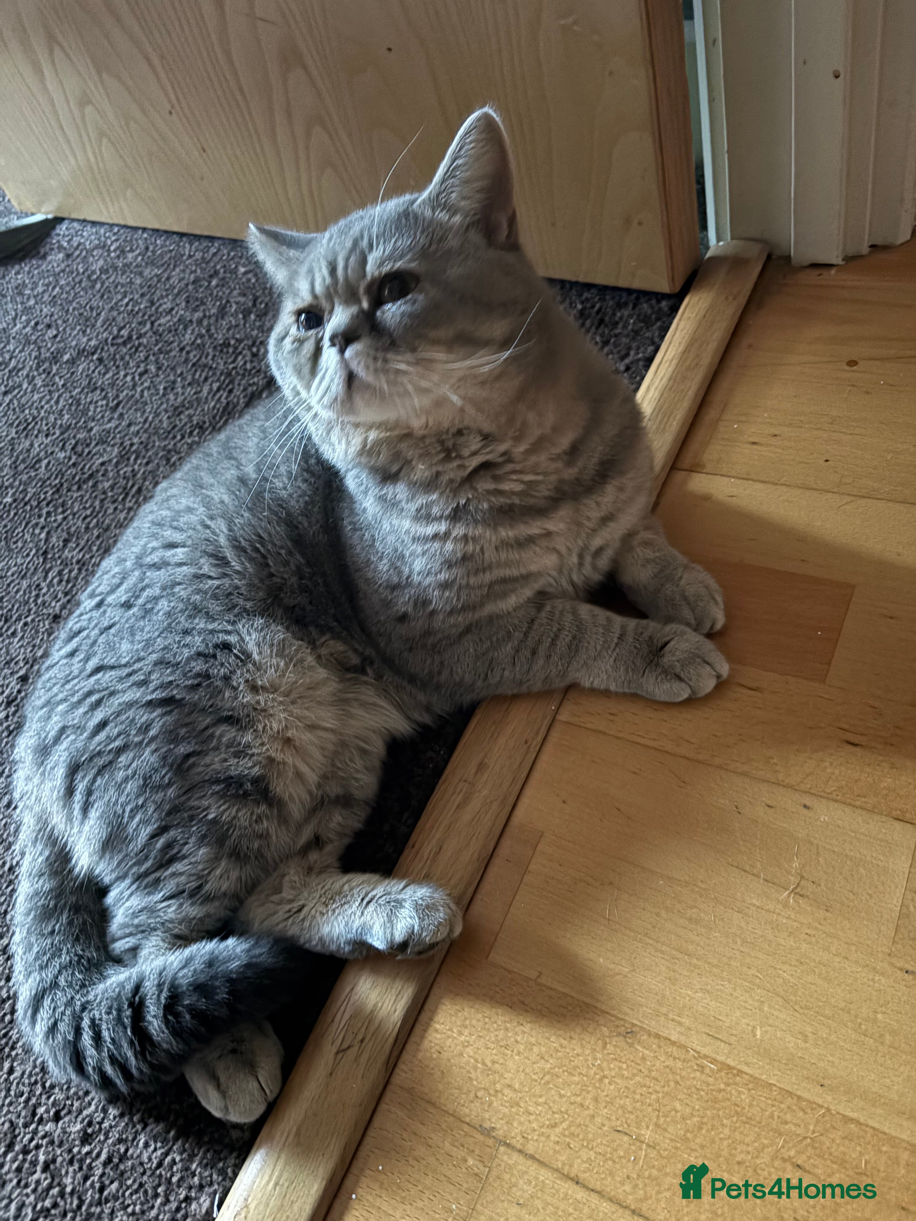 Mixed Breed cats Half British shorthair  - Advert 2