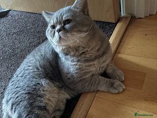 Mixed Breed cats Half British shorthair - Advert 6