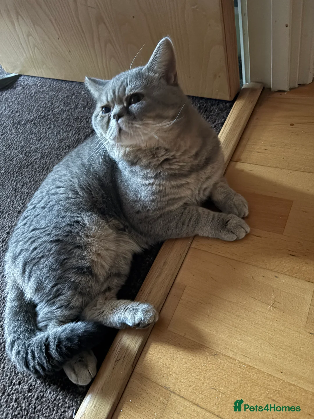 Mixed Breed cats for sale: Half British shorthair  - Advert 1