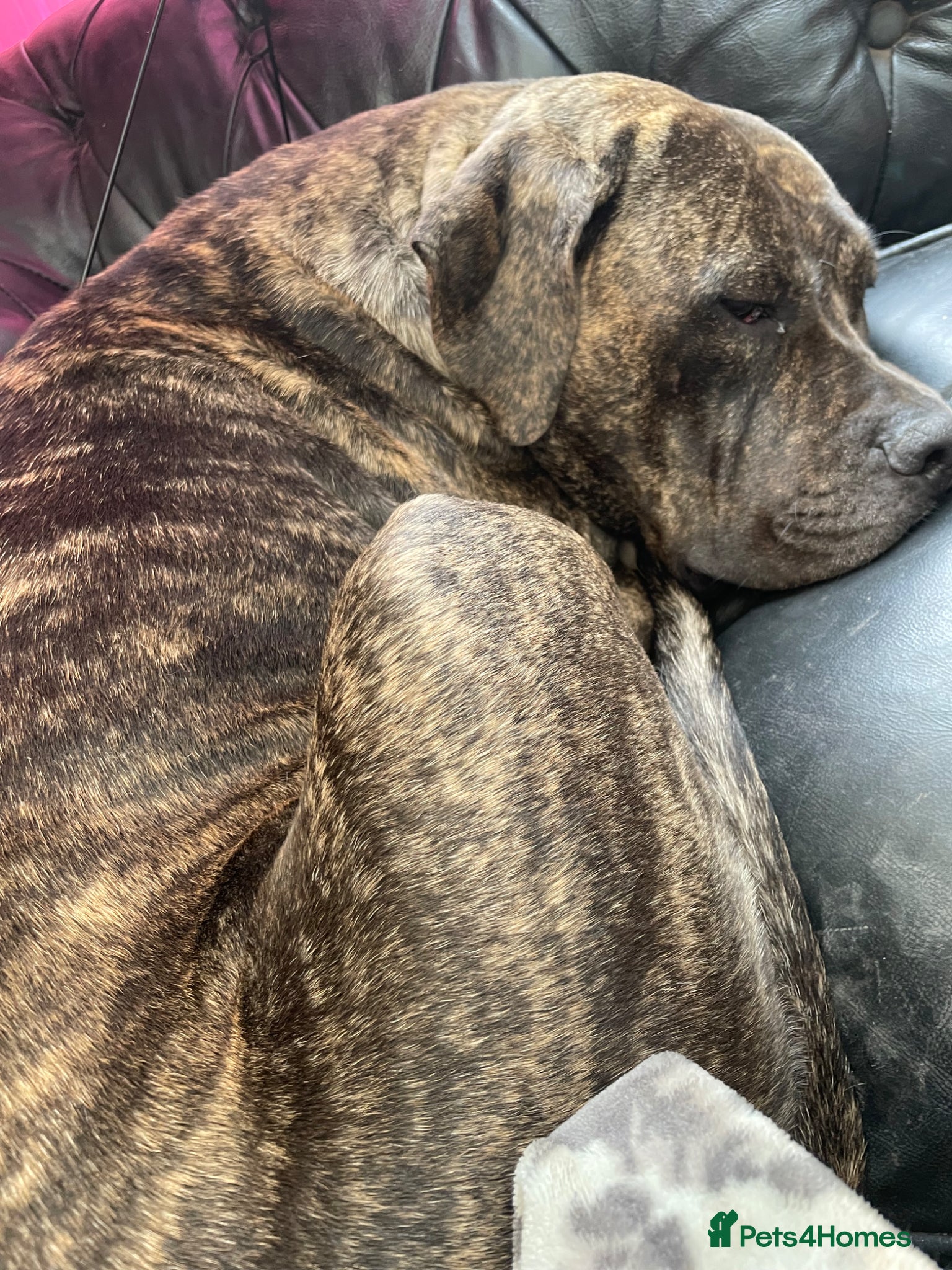 Presa Canario dogs for sale: Cleo looking for new home - Advert 5