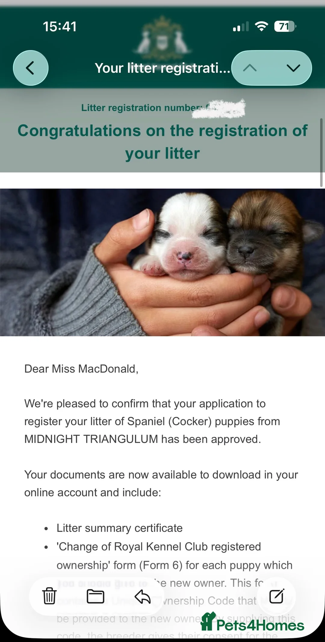 Cocker Spaniel dogs for sale: Showtype Cocker spaniel pups KC registered  - Advert 21