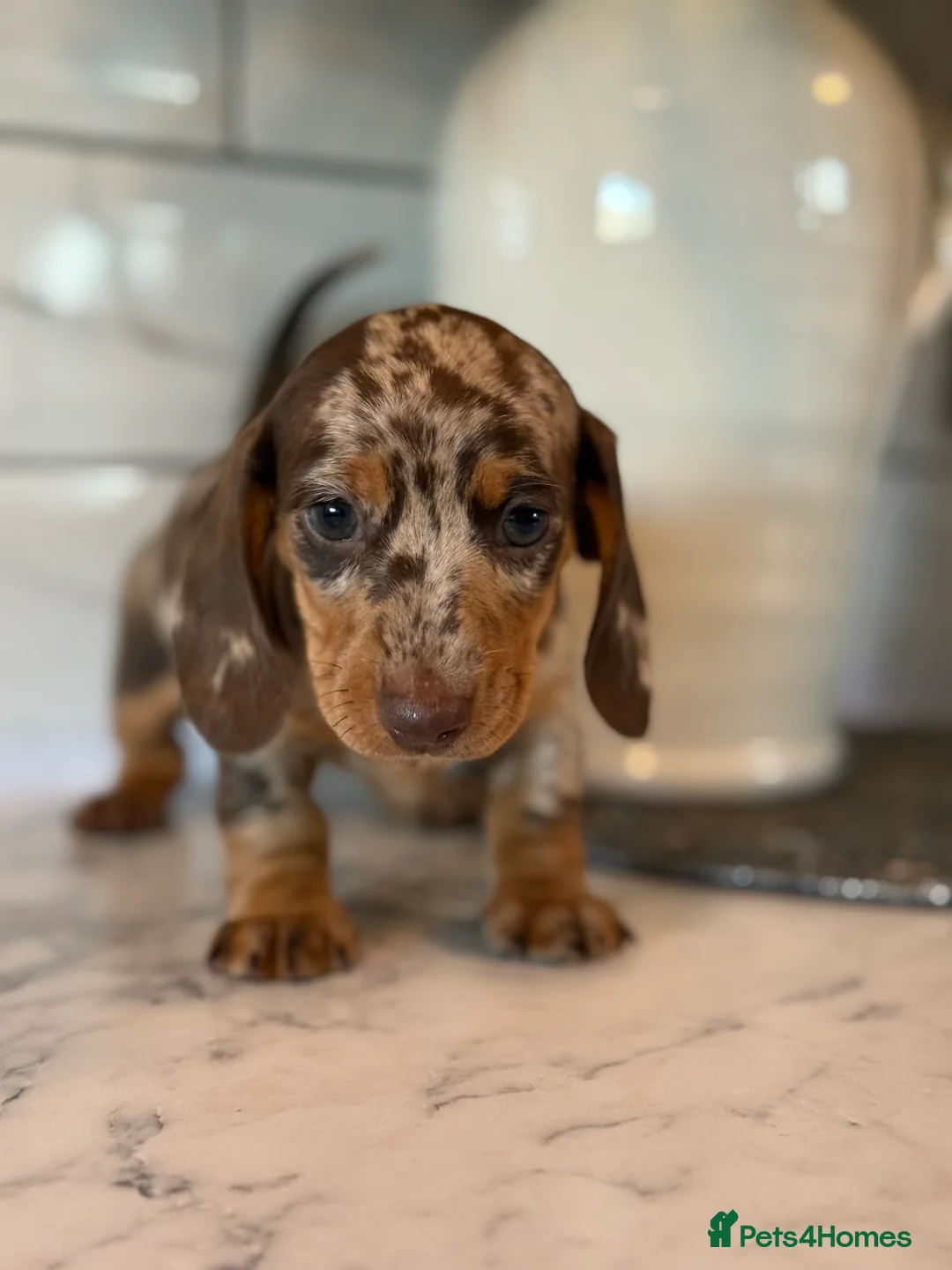 Miniature Dachshund dogs for sale: 🎀 SHOW QUALITY KC REGISTERED MALES AND FEMALES 🎀 - Advert 3