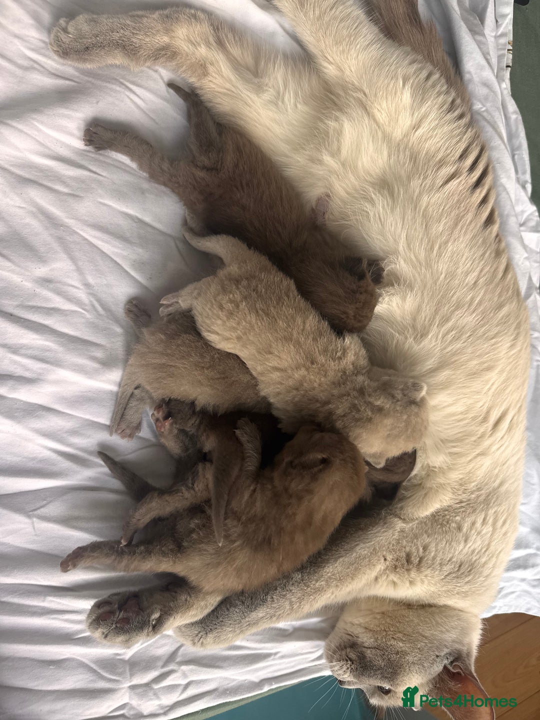 British Shorthair cats for sale: Beautiful British Shorthair Kittens 💝 - Image 15