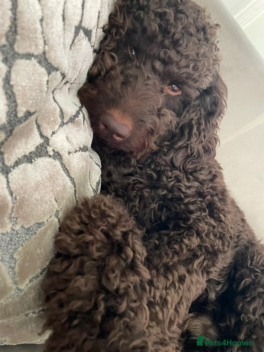 Cockapoo dogs for sale: 4 year old male cockapoo - Advert 2