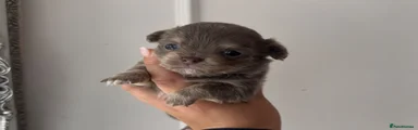 Chihuahua 4