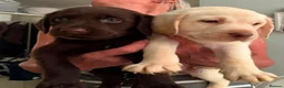 Labradoodle dogs for sale: Beautful home raised standard labradoodle puppies - Advert 8