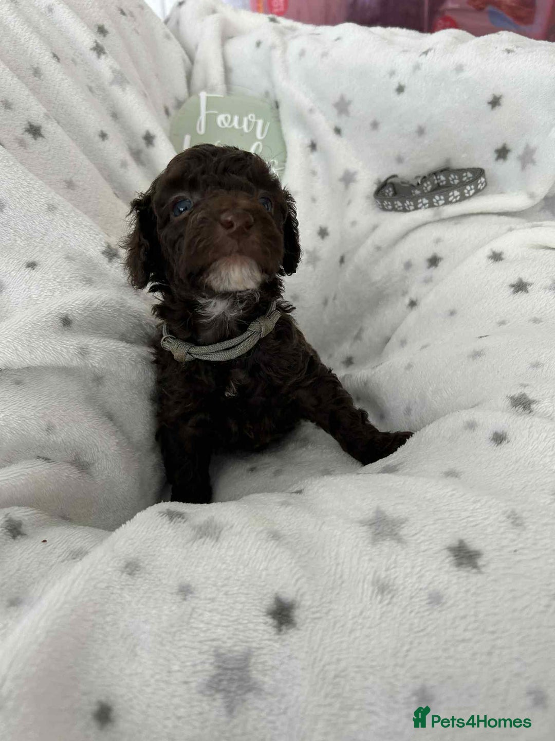 Cockapoo dogs for sale: Toy Cockapoo f1b ready 17th oct - Image 5