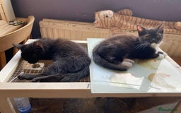 Mixed Breed cats for adoption: Rescue kittens bonded pair of girls abandoned - Image 8