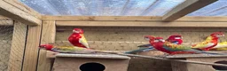 Parakeets birds for sale: Rubino and Lutino Rosellas  - Advert 2