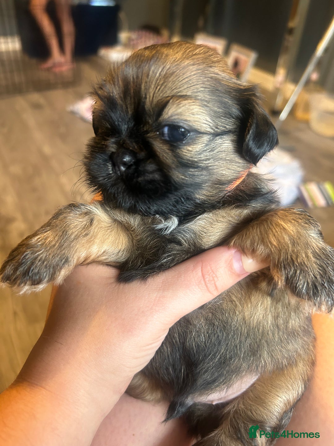 Shih Tzu dogs for sale: Shihtzu Puppies Available for reserve - Image 5