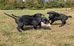 Labrador Retriever dogs for sale: Gorgeous black lab pups,FULLY HEALTH TEST PARENT - Image 11