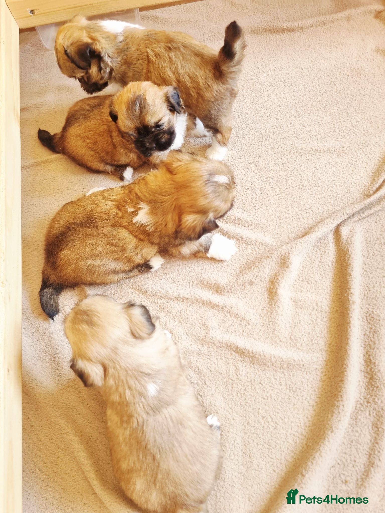 Lhasa Apso dogs Adorable Lhasa Apso Puppies  - Advert 2