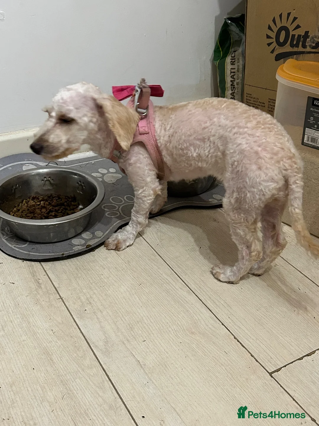 Cavapoochon dogs for sale: 9 Month Old Puppy in Wigan - Advert 1