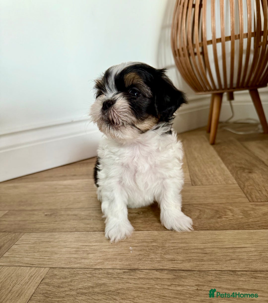 Mixed Breed dogs for sale: Gorgeous puppies 2 girls left - Advert 3