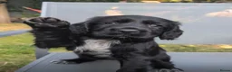 Cocker Spaniel dogs for sale: Working cocker spaniel pups 1 black girl - Advert 1