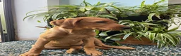 Labrador Retriever dogs for sale: Fox Red Labrador Puppy - Advert 5