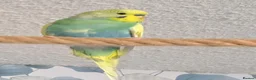 Parrots birds for sale: Well-Socialized Parrots-Intelligent and Active in Stirling - Advert 2