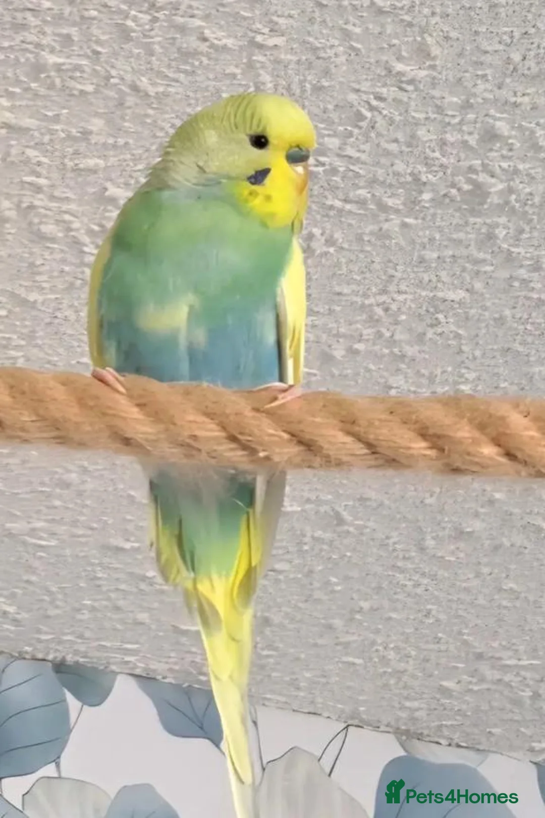 Parrots birds for sale: Well-Socialized Parrots-Intelligent and Active in Stirling - Advert 2