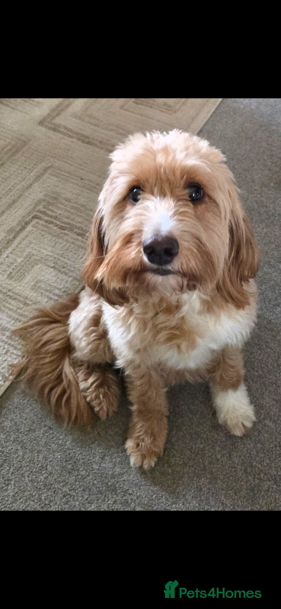 Cockapoo dogs F1B Mini Cockapoo Puppies 2Girls & 4Boys Available - Advert 1