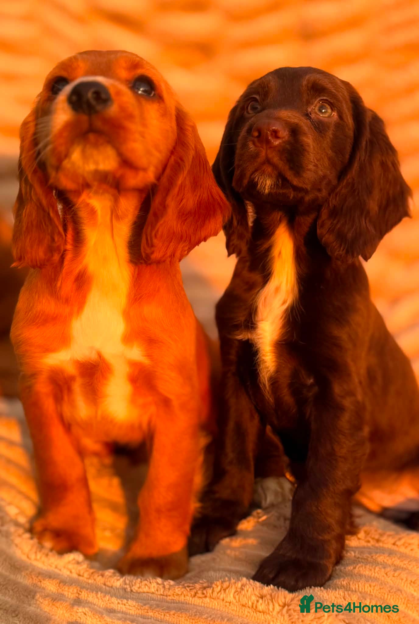Cocker Spaniel dogs READY TO LEAVE! TOP KC WORKING COCKER PUPPIES - Advert 1