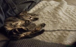 Domestic Shorthair cats for sale: Beautiful male tabby - Advert 6