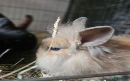 Lionhead rabbits for sale: Lion heads in Wigan - Image 32