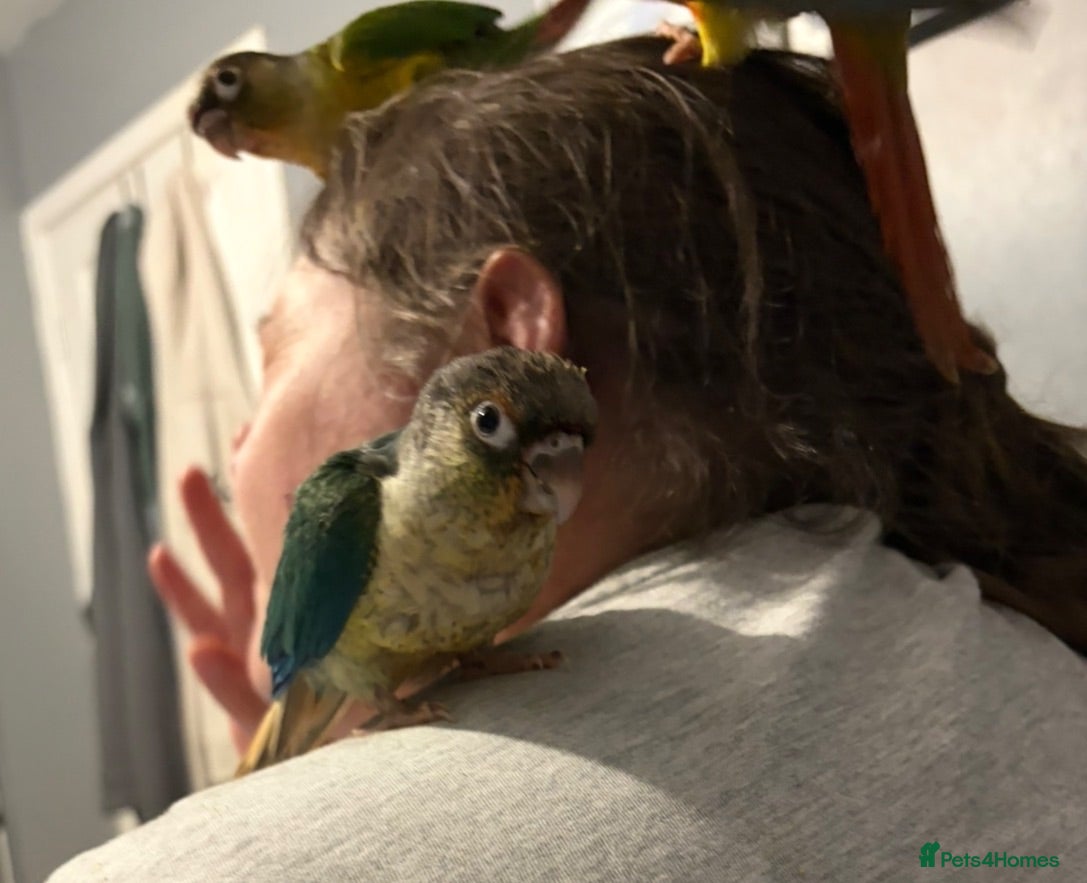 Conures birds Beautiful hand reared conure babies - Advert 4