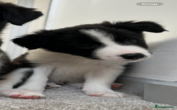 Mixed Breed dogs for sale: Collie Puppies for Sale - Image 4