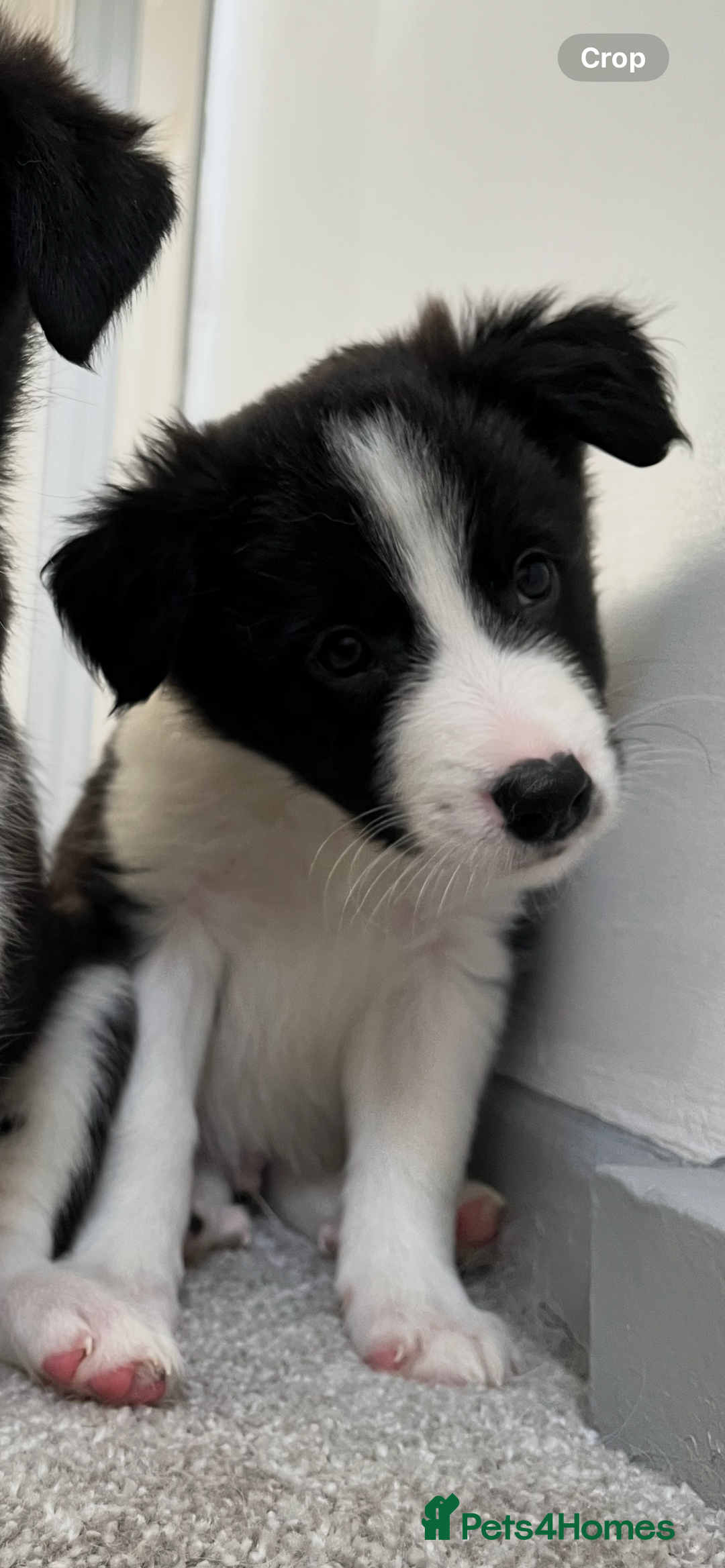Mixed Breed dogs for sale: Collie Puppies for Sale - Image 4