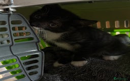 Mixed Breed cats for sale: 1 male kitten for sale - Image 4
