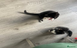 British Shorthair cats for sale: Kittens - Image 9