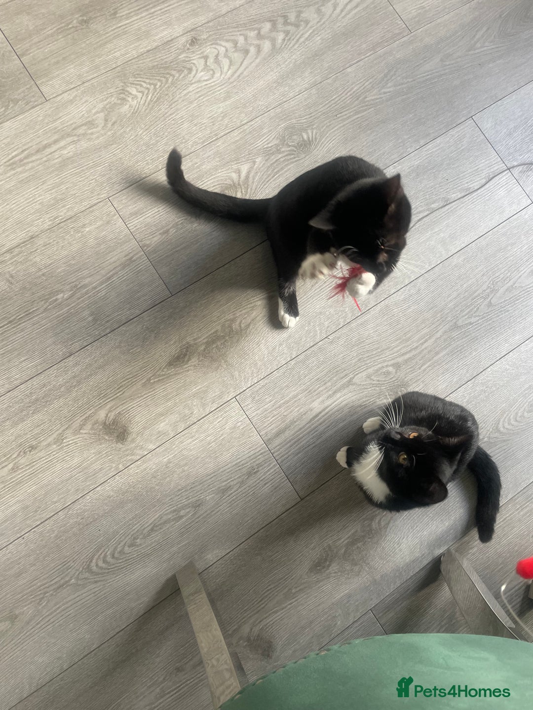 British Shorthair cats for sale: Kittens - Image 9