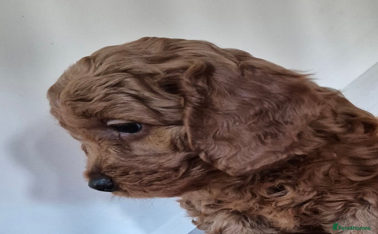 Mini Goldendoodle dogs - Advert 2