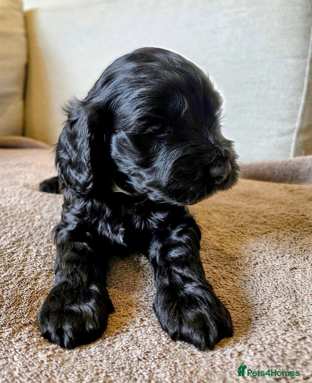 Cockapoo dogs for sale: Black Cockapoo puppies - Advert 1