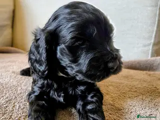Cockapoo dogs Black Cockapoo puppies - Advert 18