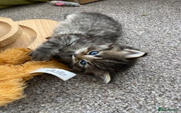 Ragdoll cats for sale: Adorable Ragdoll x Chinchilla Tabby - Image 18