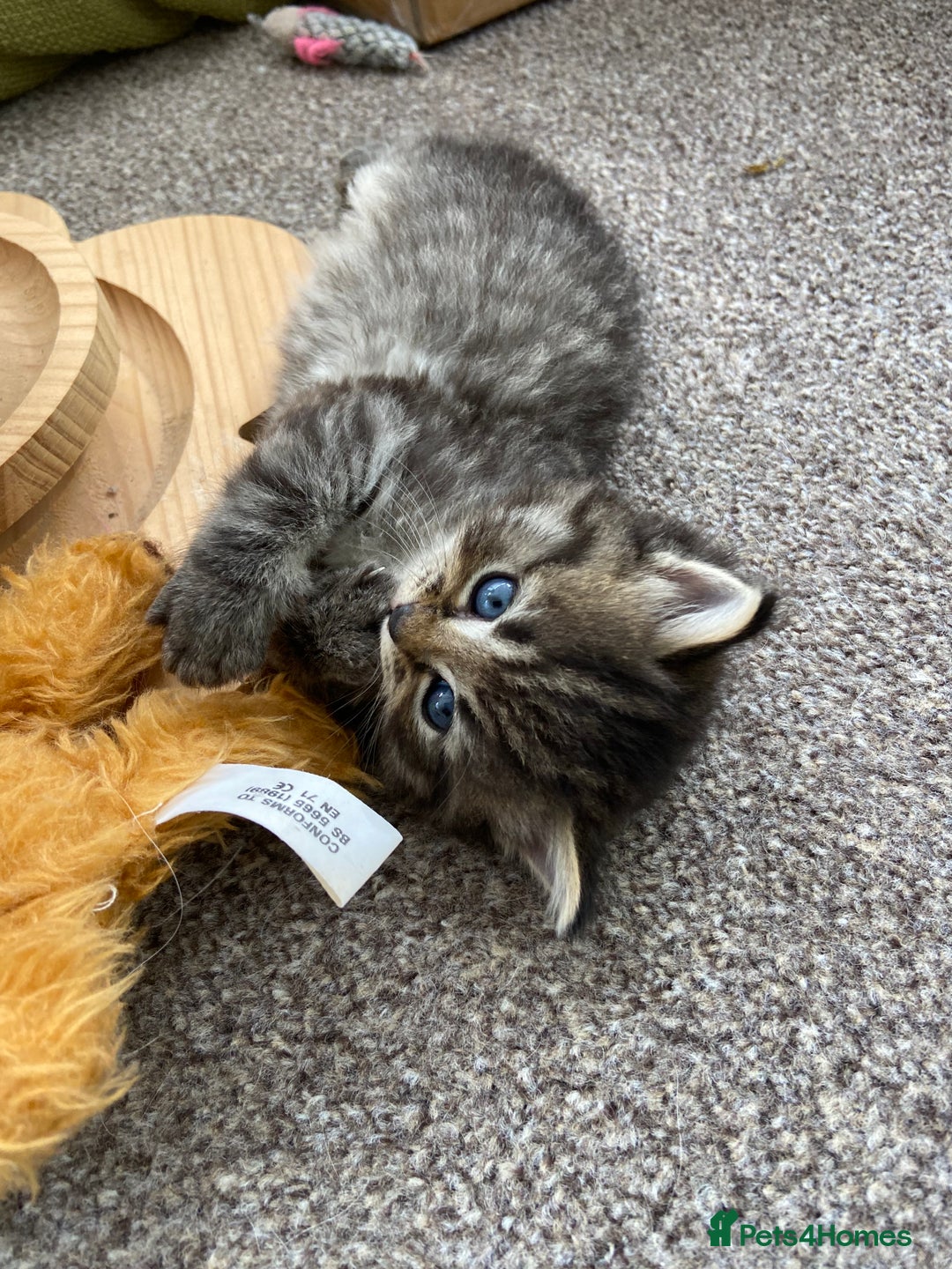 Ragdoll cats for sale: Adorable Ragdoll x Chinchilla Tabby - Image 18