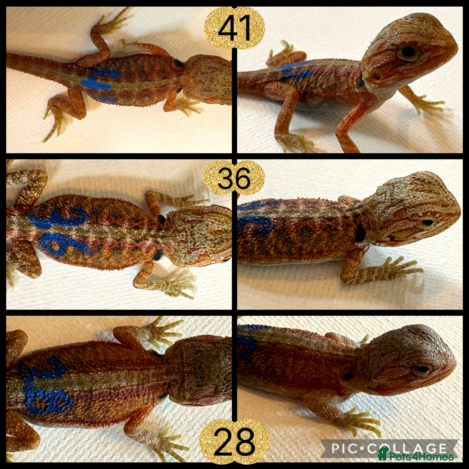 Bearded Dragon reptiles for sale: Stunning baby bearded dragons - Advert 4