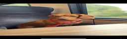 Cockerdor dogs for sale: 🐾 Stunning Cockerdor Puppies Expected 🐾 - Advert 1