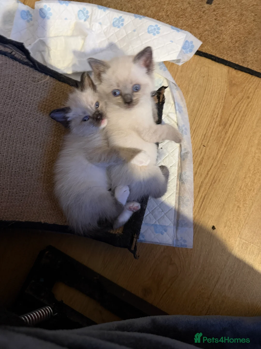 Ragdoll cats for sale: 5 beautiful ragdoll cross kittens available. - Advert 9