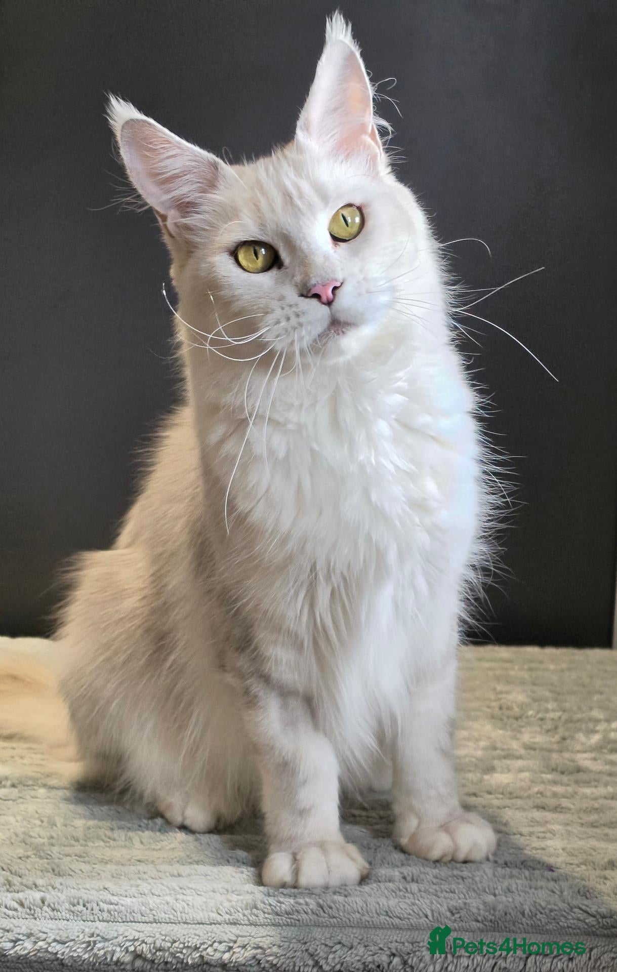 Maine Coon cats Ex breeding queen  - Advert 2