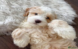 Double Doodle dogs for sale: Lovely Female Doubledoodle Seeks New Home - Image 3