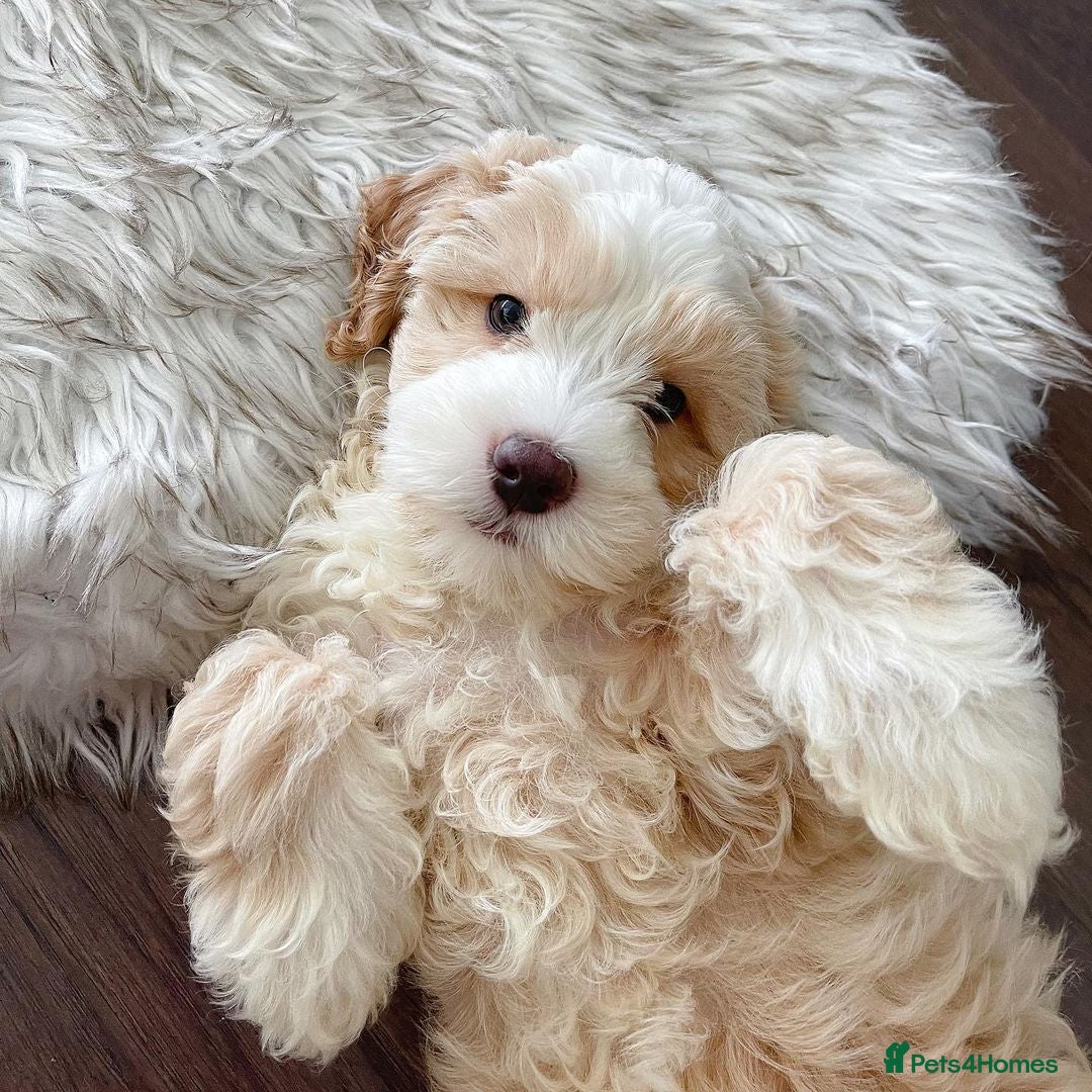 Double Doodle dogs for sale: Lovely Female Doubledoodle Seeks New Home - Image 3