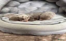 Pomeranian dogs for sale: Stunning lilac Pomeranians  - Advert 1