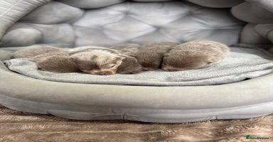 Pomeranian dogs Stunning lilac Pomeranians  - Advert 4