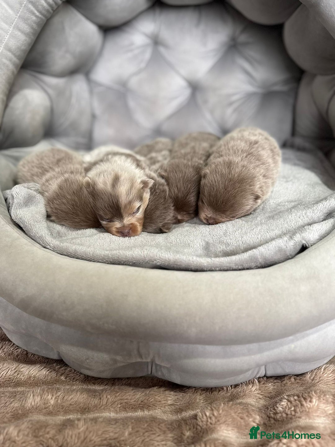 Pomeranian dogs for sale: Stunning lilac Pomeranians  - Advert 1