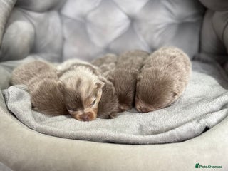 Pomeranian dogs Stunning lilac Pomeranians - Advert 1